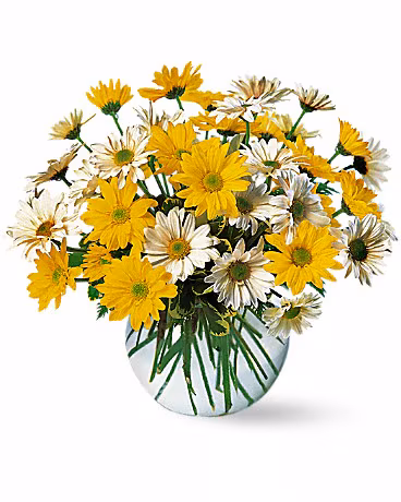 Dashing Daisies